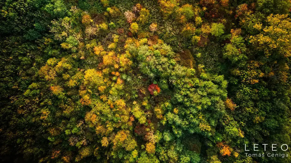 Letecké foto podzimního lesa z dronu, kolmý pohled shora